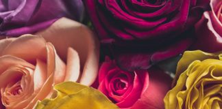 משלוחי פרחים להולדת ילד חדש